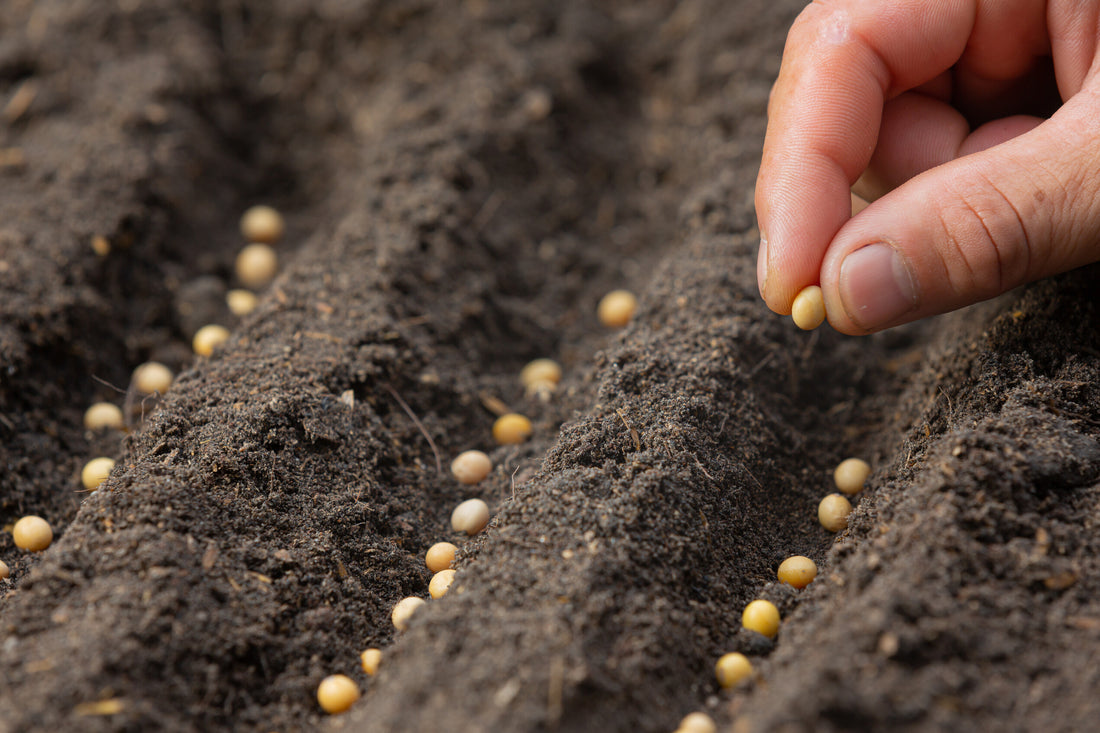 Growing Your Own Food: The Benefits of Vegetable Gardening