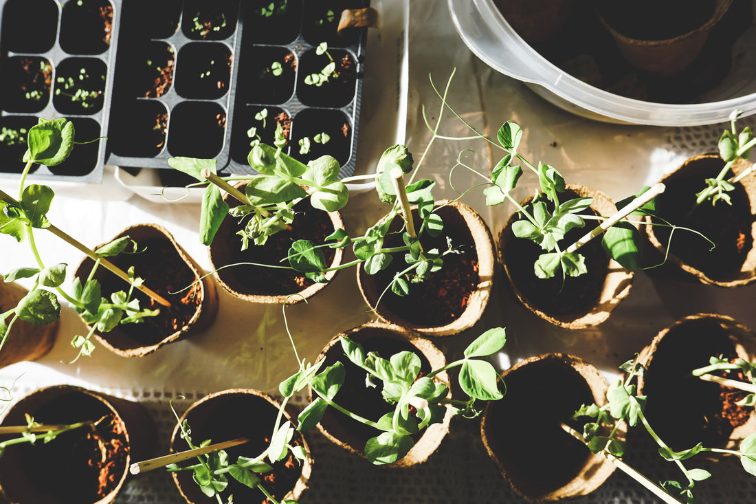 The Bountiful Benefits of Gardening