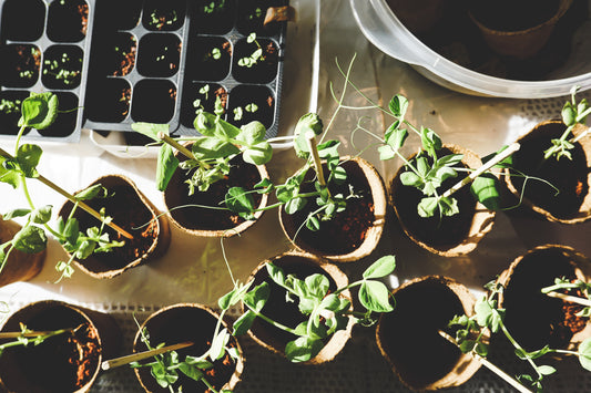 The Bountiful Benefits of Gardening