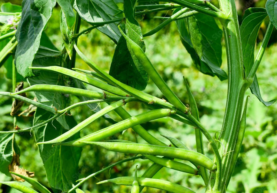 GardenGem - Cluster Beans Seeds