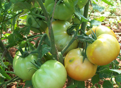 GardenGem - Tomato Seeds