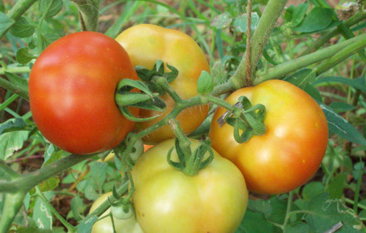 GardenGem - Tomato Seeds