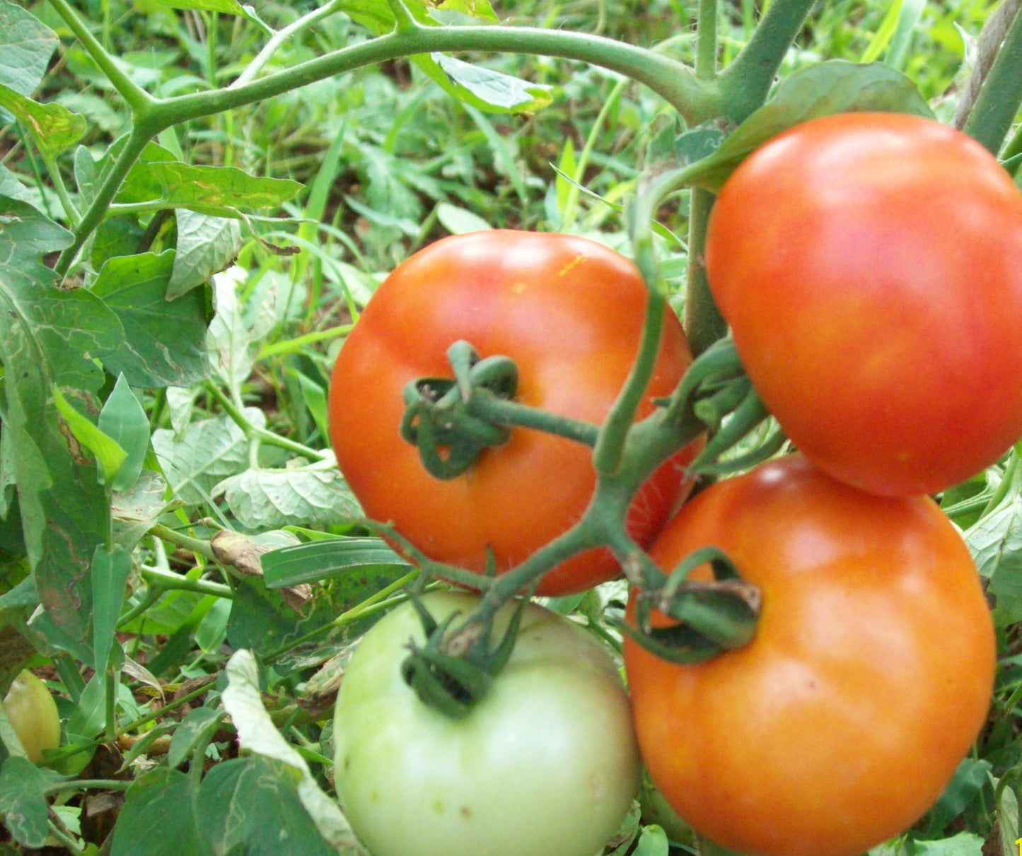 GardenGem - Tomato Seeds