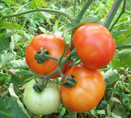 GardenGem - Tomato Seeds