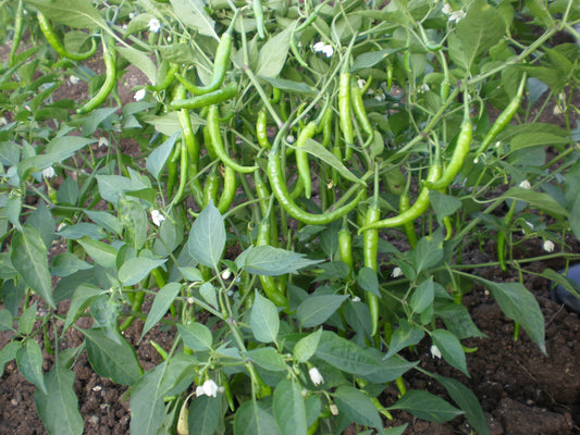 GardenGem - Chili Seeds