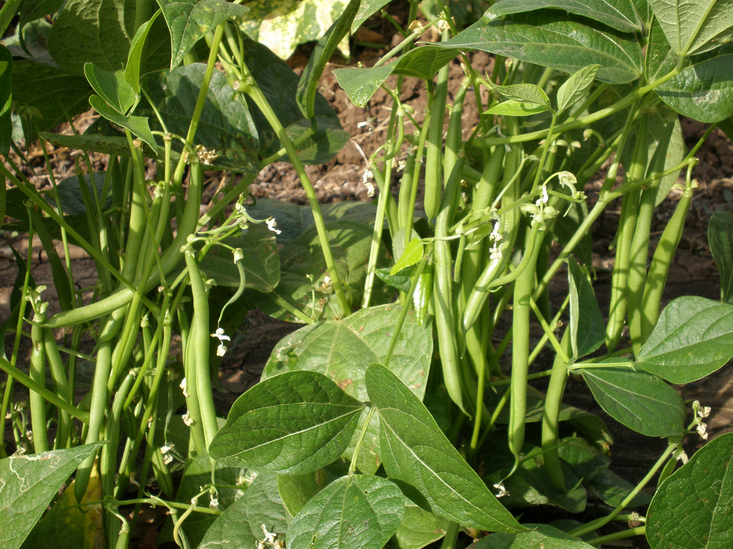 GardenGem - Beans Seeds