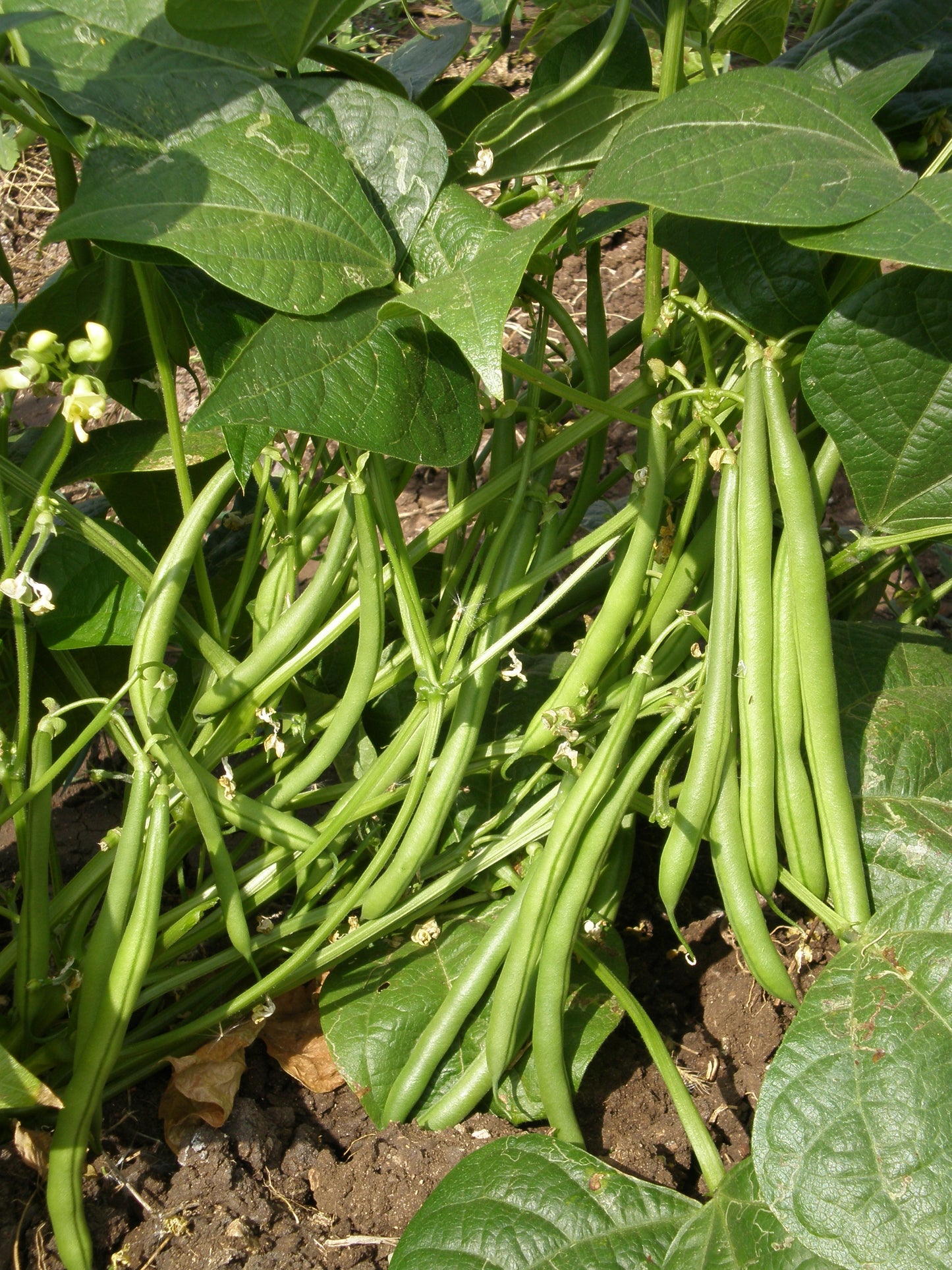 GardenGem - Beans Seeds