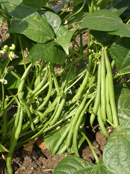 GardenGem - Beans Seeds