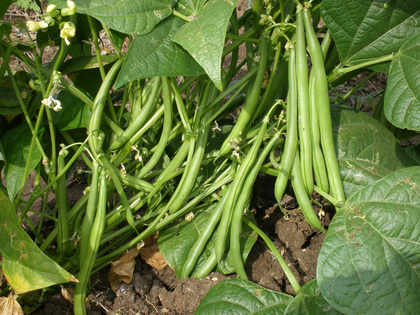 GardenGem - Beans Seeds