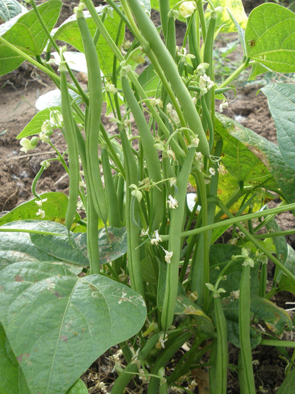 GardenGem - Beans Seeds