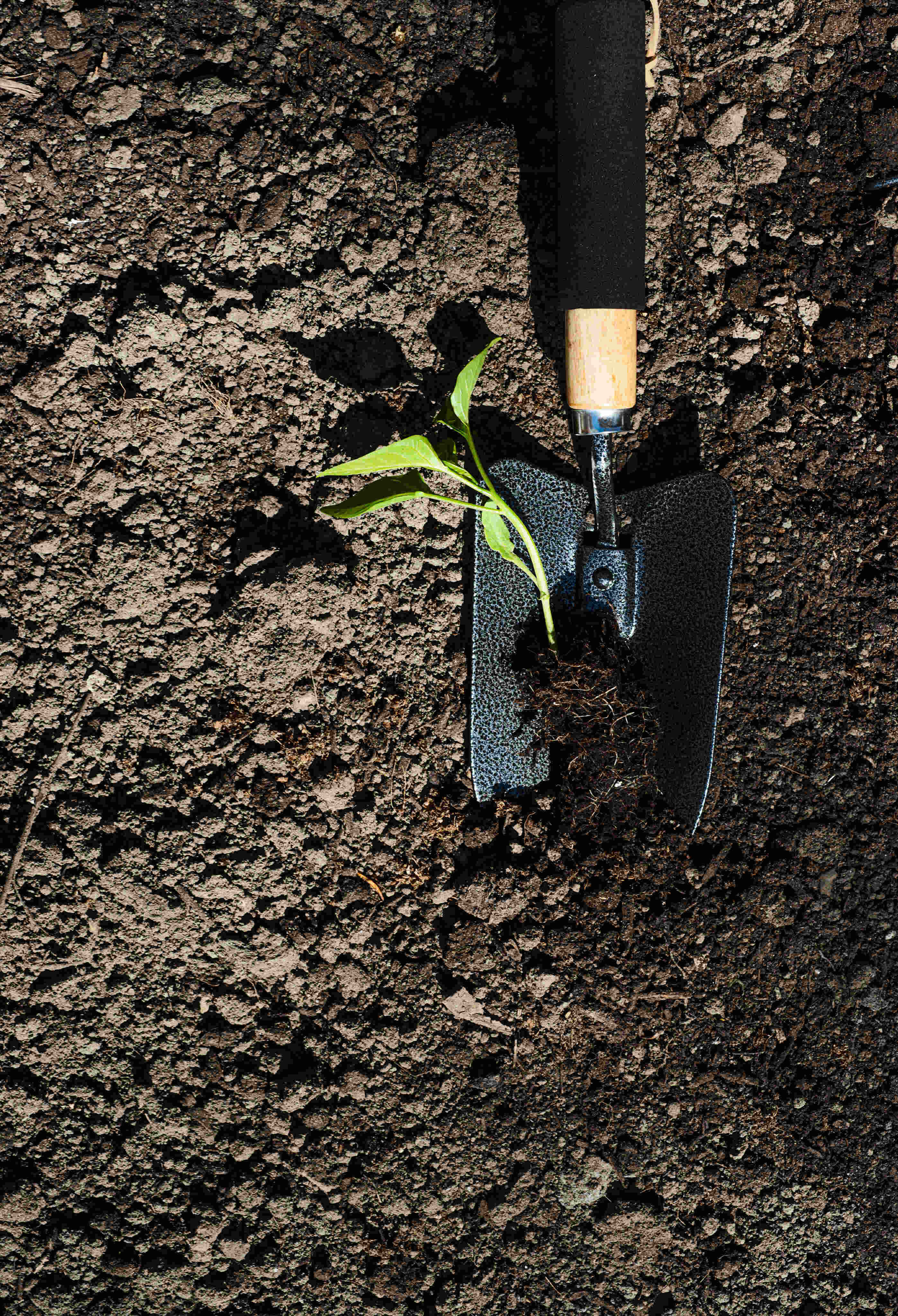 Garden-with-trowel