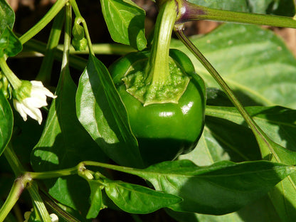 GardenGem - Capsicum Seeds