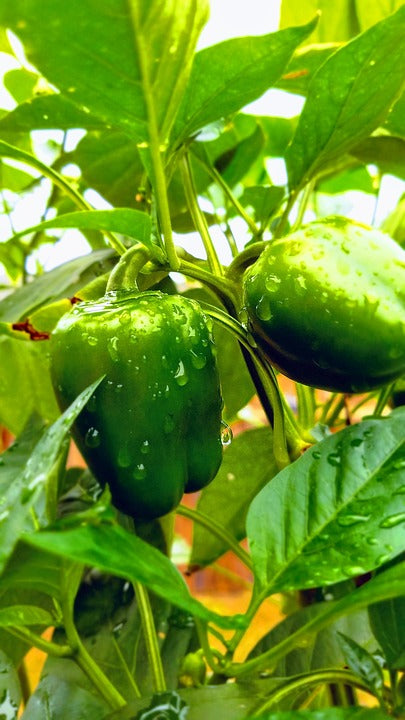 GardenGem - Capsicum Seeds