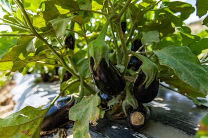 GardenGem - Brinjal Seeds