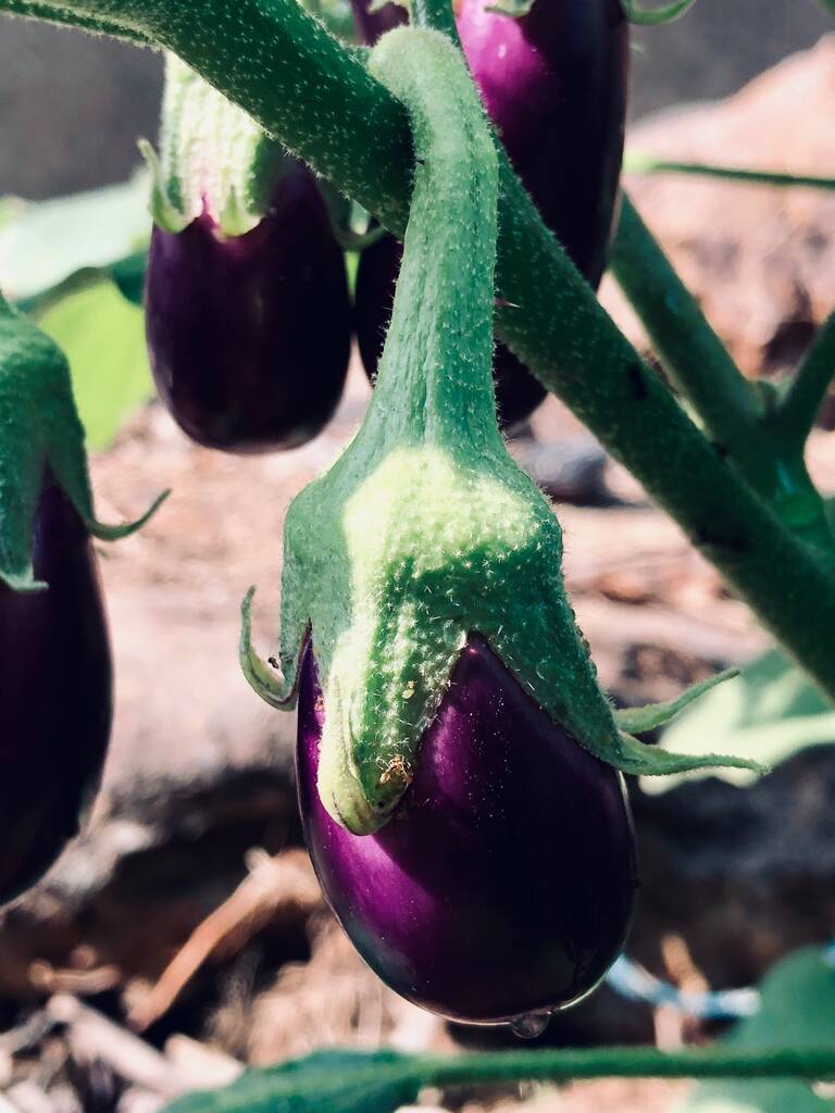 GardenGem - Brinjal Seeds