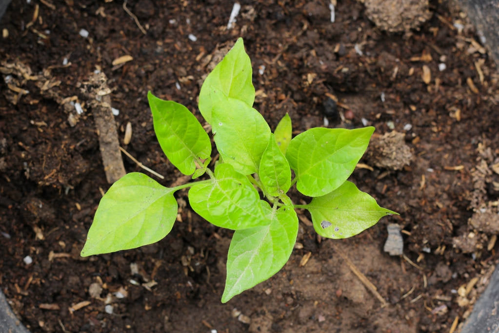 GardenGem - Capsicum Seeds