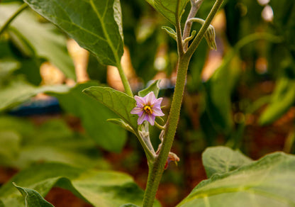 GardenGem - Brinjal Seeds